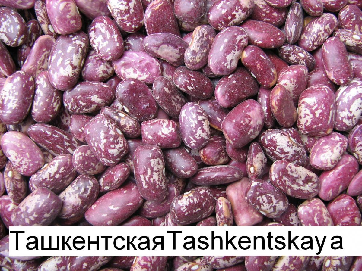 Ташкентская